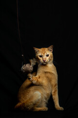 cat and mouse with black background