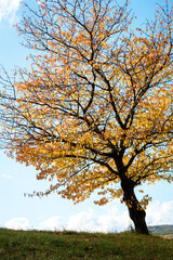  Cherry trees in the field during autumn