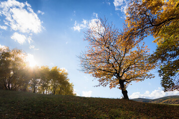 Fototapeta premium Cherry trees in the field during autumn