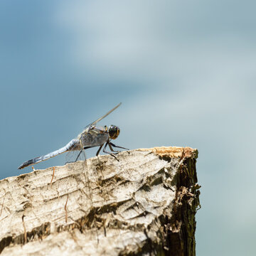  Blue dragonfly (Libellula incesta ) on branch with thorns with soft background with negative space