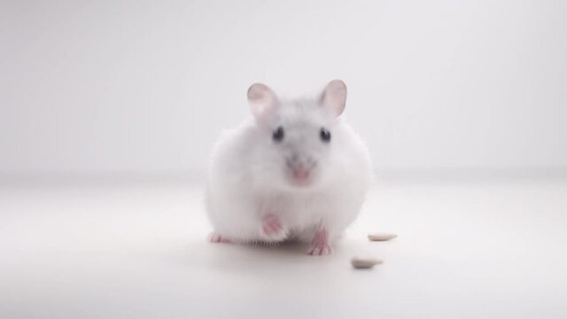 white hamster sniffs the air on a white background