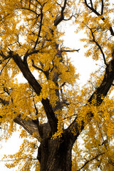 Shanghai, Qibao Ancient Town, ancient, ginkgo tree
