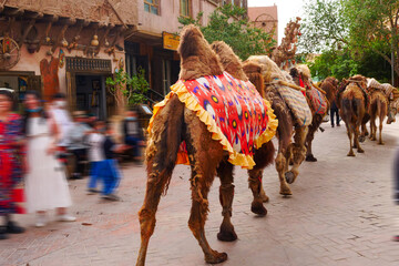 Town Festival Street camel team