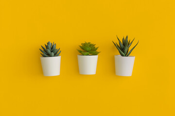 Succulents in a pots on a yellow background. Top view with copy space. Flat lay.