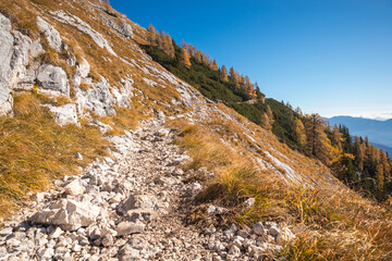 Beautiful golden larches in mountains at fall season.