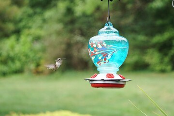 Humming Bird