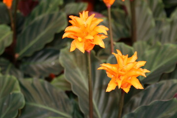 orange tiger lily close up