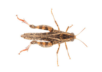 Short-horned grasshopper or Italian locust isolated on white background, Calliptamus italicus