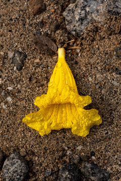 Yelllow flower of the ipe amarelo, Handroanthus albus, on the ground, from above, with water drops