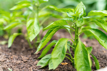 Pepper seedlings grow in the garden in summer