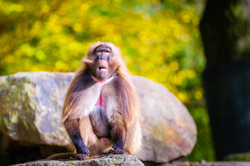 macaque