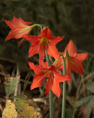 Red Amaryllis belladona clutch, close-up, in nature in Petropolis, Brazil