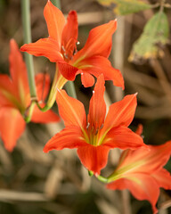Red Amaryllis belladona, three flowers, close-up - 469940089