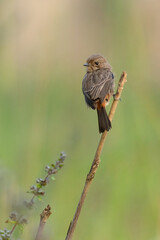 Female Pied Bushchat perching on a perch