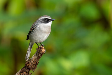 Male Grey Bushchat perching on a perch
