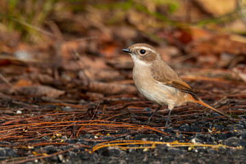 Female Grey Bushchat perching on the ground