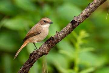 Female Grey Bushchat perching on a perch