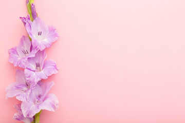 Fresh purple gladiolus on light pink table background. Pastel color. Beautiful flower. Closeup. Empty place for inspirational text, lovely quote or positive sayings. Top down view.