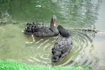 Naklejka premium Black swans on the green grass in the park
