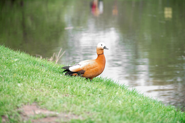 Obraz premium A duck in the park stands on the green grass against the background of the lake.