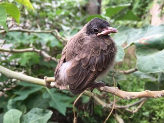 bird on a branch