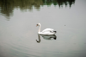 White swan on the lake in the park.