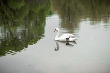 Naklejka na ściany i meble White swan on the lake in the park.