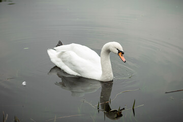 White swan on the lake in the park.