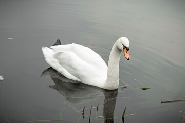 Obraz premium White swan on the lake in the park.