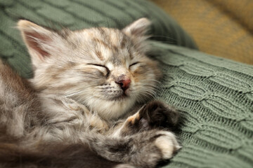 Cute kitten sleeping on knitted blanket. Baby animal