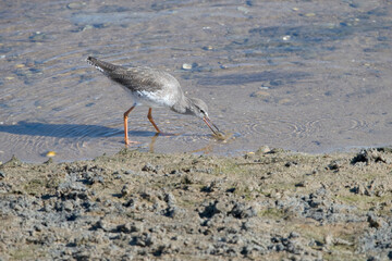 Greenshank feeding on the salt marshes Isla Cristina Spain.