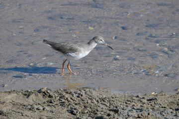 Greenshank feeding on the salt marshes Isla Cristina Spain.
