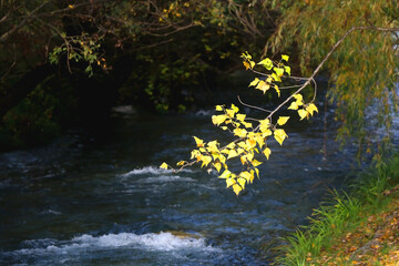 Colorful autumn leaves by the river. Selective focus.