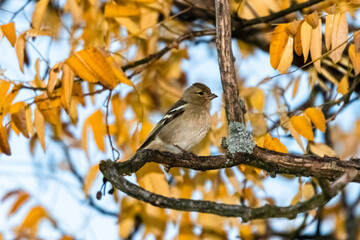 Common Chaffinch in a park in autumn