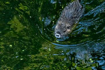 b&eacute;b&eacute; ragondin nageant dans l'eau