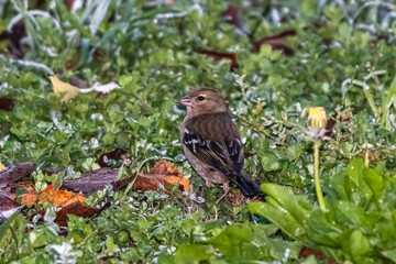 Common Chaffinch in a park in autumn