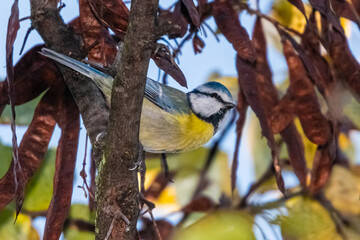 blue tit perched on a tree branch