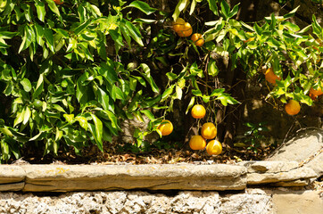 Ripe large oranges hang from an orange tree over an old stone slab