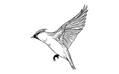 Waxwing bird beautiful illustration black and white vector 