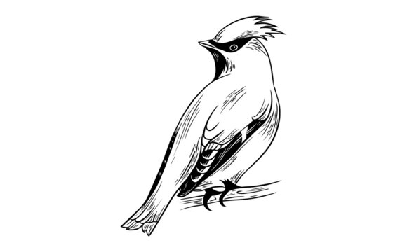 Waxwing bird beautiful illustration black and white vector 