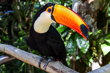 toucan on a branch