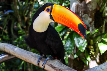 Fototapeta premium toucan on a branch