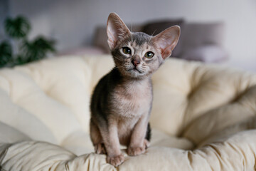 Fototapeta na wymiar Two month old blue-grey abyssinian cat at home. Beautiful purebred short haired kitten on the couch in living room. Close up, copy space, background.