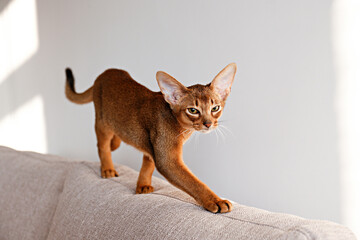 Two month old cinnamon abyssinian cat at home. Beautiful purebred short haired kitten on beige textile couch in living room. Close up, copy space, background. - obrazy, fototapety, plakaty