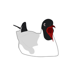 Black headed gull with open beak