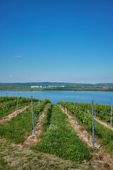 Fototapeta na wymiar A view over wineyards on Nove Mlyny lake in South Moravia, Czech Republic