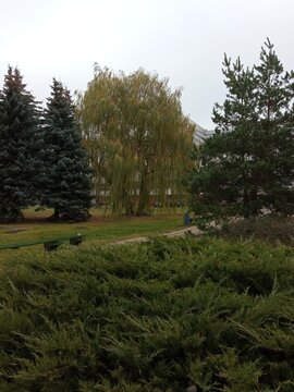 trees in a field