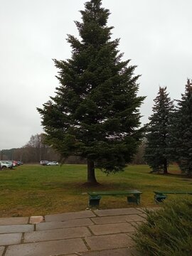 fir-tree in the park