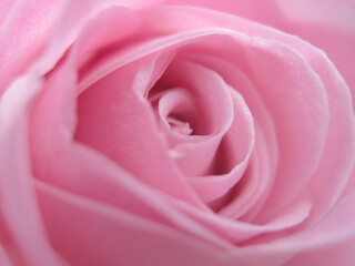 Clipping of a delicate creamy rose of light pink color close-up