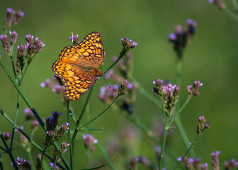 Variegated Fritillary in the JBH Long Point Ranch!